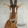 African Sable Antelope Pedestal Mount - Image 9