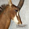 African Sable Antelope Pedestal Mount - Image 11
