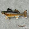 18" Walleye Taxidermy Fish Mount For Sale - Image 3