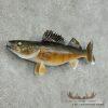18" Walleye Taxidermy Fish Mount For Sale - Image 2