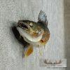 18" Walleye Taxidermy Fish Mount For Sale - Image 4