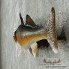 18" Walleye Taxidermy Fish Mount For Sale - Image 5
