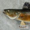 18" Walleye Taxidermy Fish Mount For Sale - Image 6
