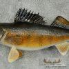 18" Walleye Taxidermy Fish Mount For Sale - Image 7