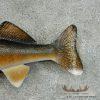18" Walleye Taxidermy Fish Mount For Sale - Image 8
