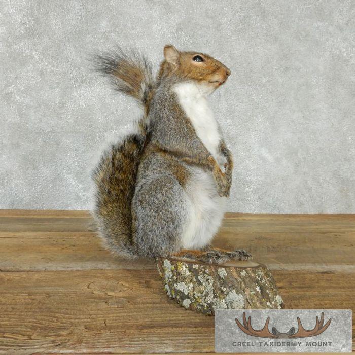 Standing Grey Squirrel Mount