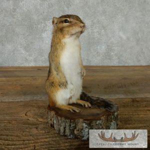 Chipmunk Taxidermy Mount Taxidermy