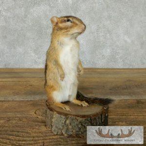 Chipmunk Taxidermy Mount Taxidermy