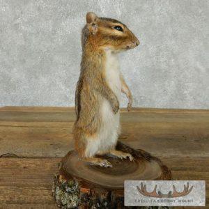 Chipmunk Taxidermy Mount Taxidermy