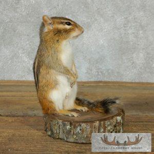 Chipmunk Taxidermy Mount Taxidermy