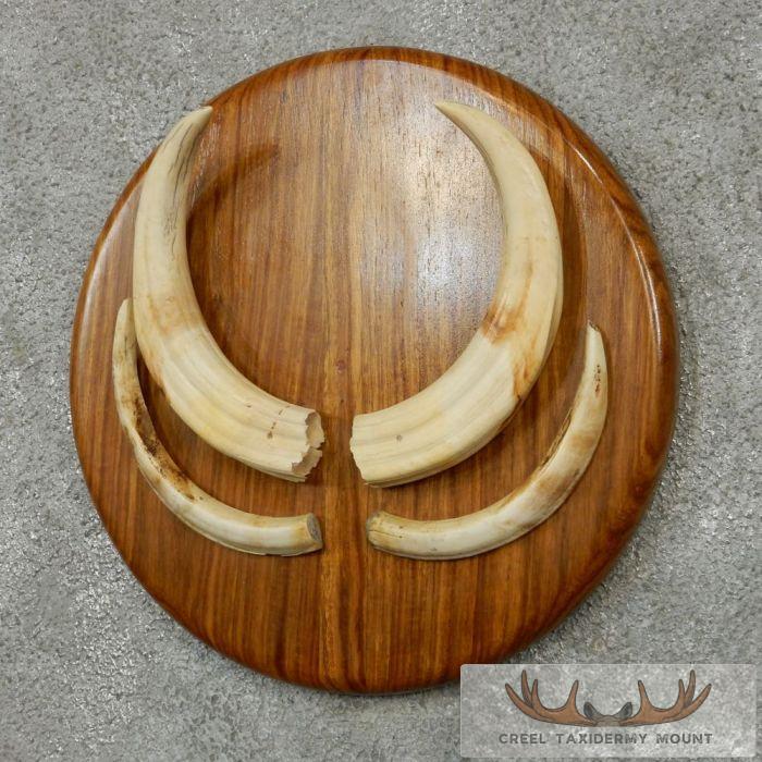 African Warthog Plaque w/ Real Tusks - Image 2
