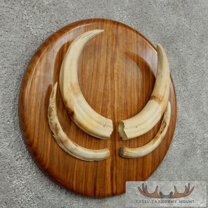 African Warthog Plaque w/ Real Tusks - Image 3