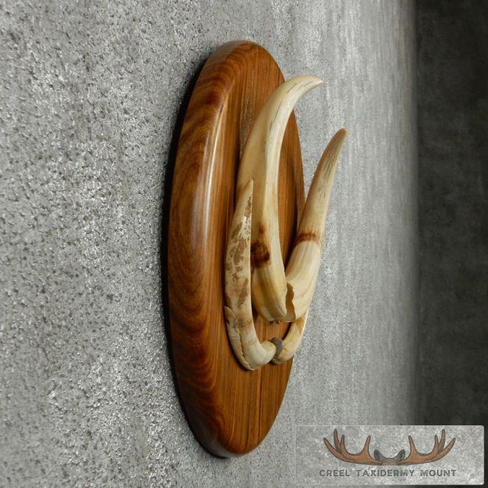 African Warthog Plaque w/ Real Tusks - Image 5