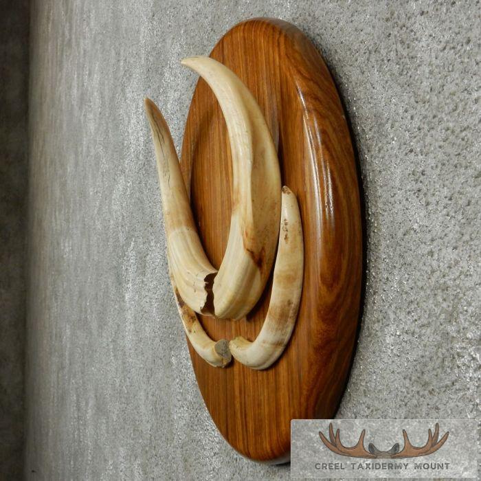 African Warthog Plaque w/ Real Tusks - Image 4