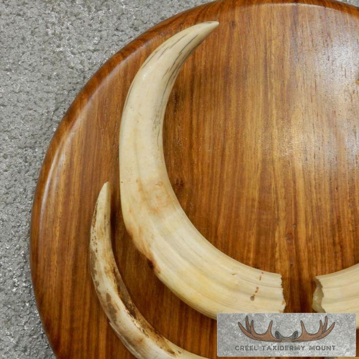 African Warthog Plaque w/ Real Tusks - Image 6