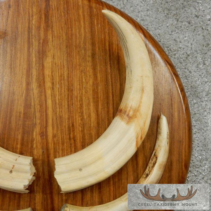 African Warthog Plaque w/ Real Tusks - Image 7