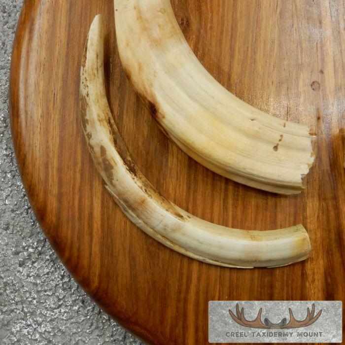 African Warthog Plaque w/ Real Tusks - Image 9