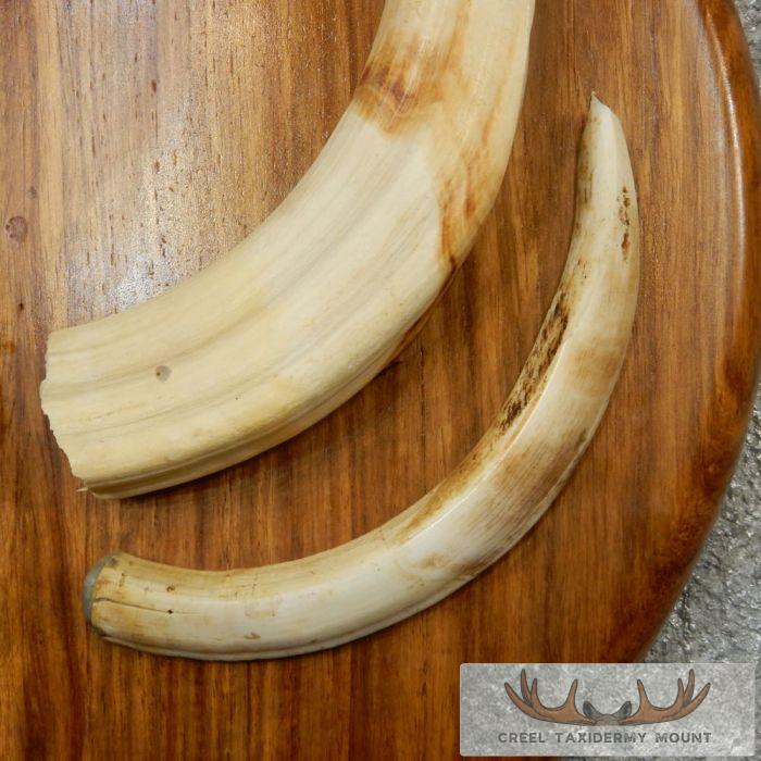 African Warthog Plaque w/ Real Tusks - Image 8