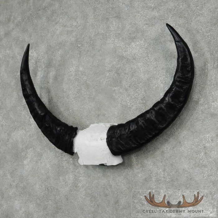 Water Buffalo Horn Taxidermy Mount For Sale - Image 3