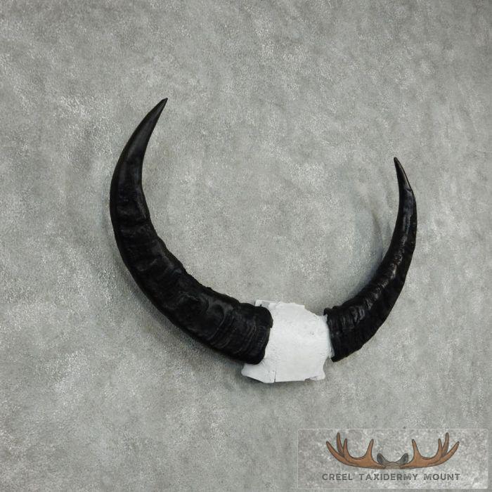 Water Buffalo Horn Taxidermy Mount For Sale - Image 2