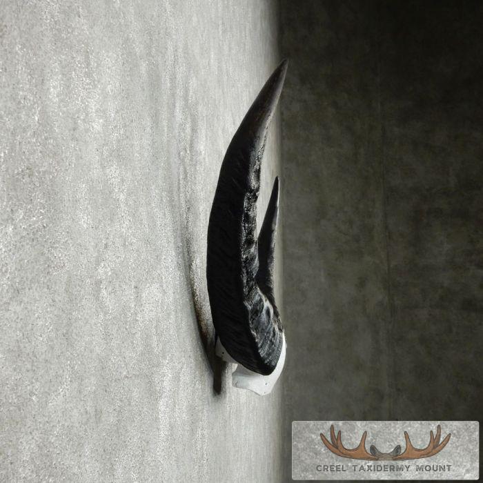 Water Buffalo Horn Taxidermy Mount For Sale - Image 4