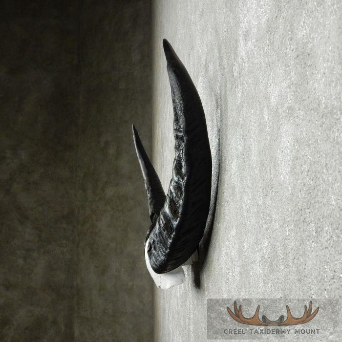 Water Buffalo Horn Taxidermy Mount For Sale - Image 5