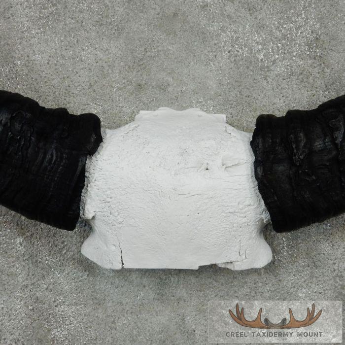Water Buffalo Horn Taxidermy Mount For Sale - Image 6