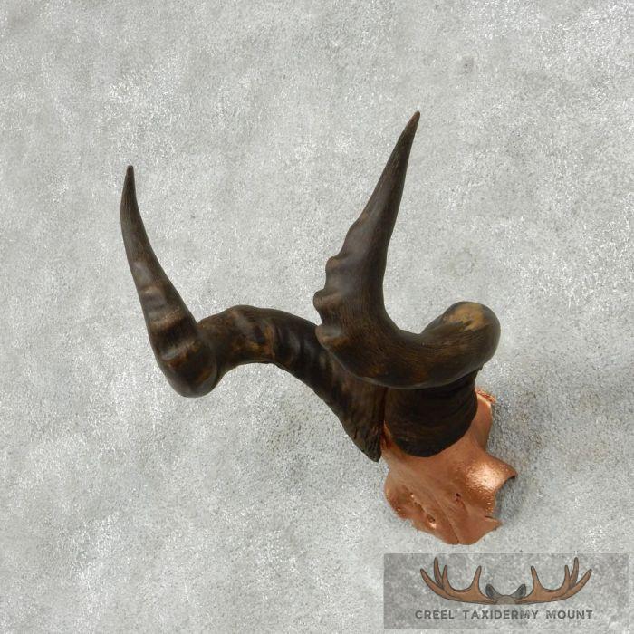 Hartebeest Skull Cap & Horns Taxidermy Mount For Sale - Image 2