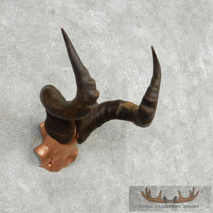 Hartebeest Skull Cap & Horns Taxidermy Mount For Sale - Image 3