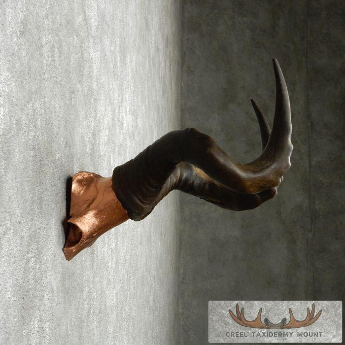 Hartebeest Skull Cap & Horns Taxidermy Mount For Sale - Image 4