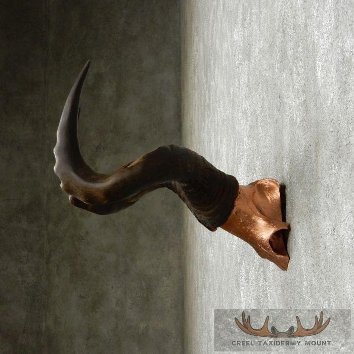 Hartebeest Skull Cap & Horns Taxidermy Mount For Sale - Image 5