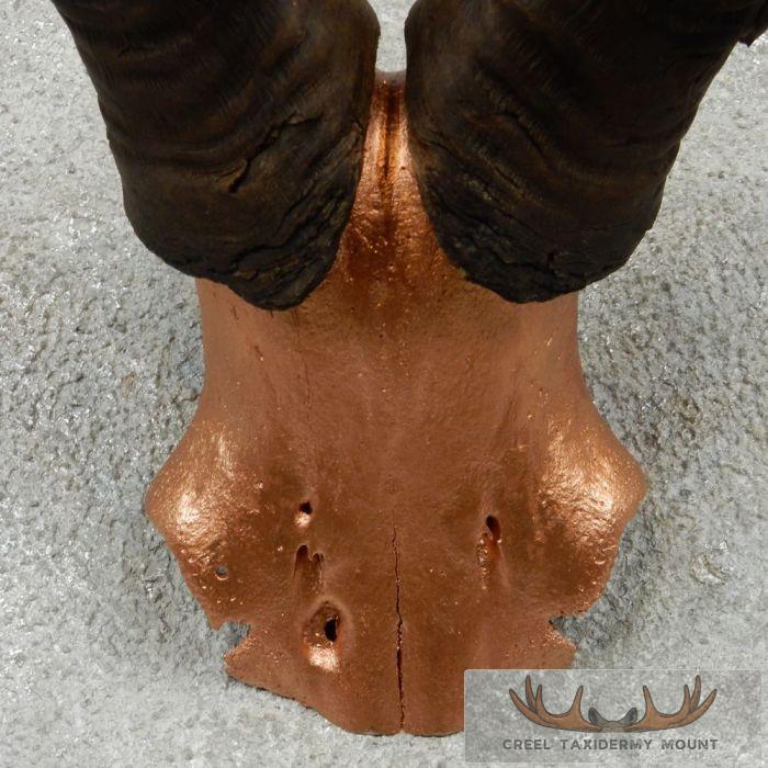 Hartebeest Skull Cap & Horns Taxidermy Mount For Sale - Image 6