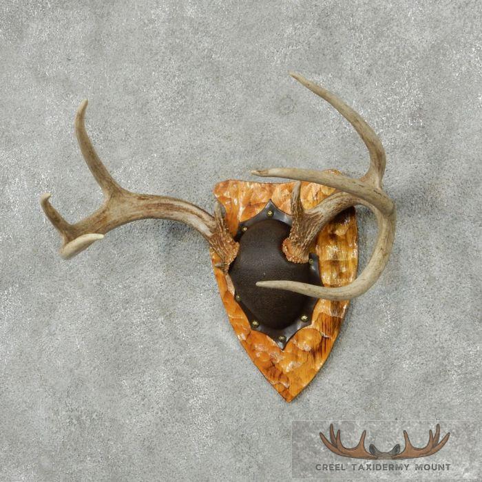 Whitetail Deer Antler Plaque Taxidermy Mount For Sale - Image 2