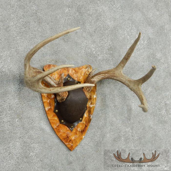 Whitetail Deer Antler Plaque Taxidermy Mount For Sale - Image 3