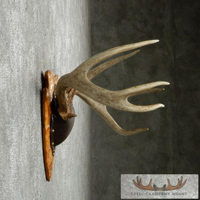 Whitetail Deer Antler Plaque Taxidermy Mount For Sale - Image 4