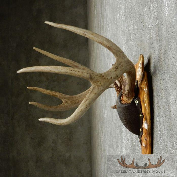 Whitetail Deer Antler Plaque Taxidermy Mount For Sale - Image 5