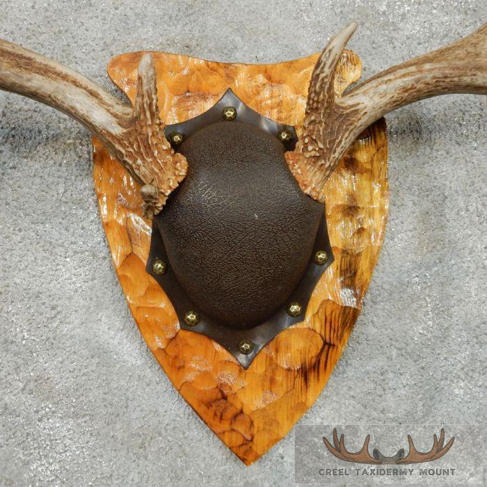 Whitetail Deer Antler Plaque Taxidermy Mount For Sale - Image 6
