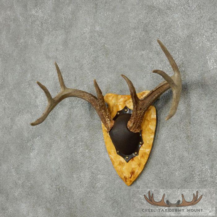 Whitetail Deer Antler Plaque Taxidermy Mount For Sale - Image 3