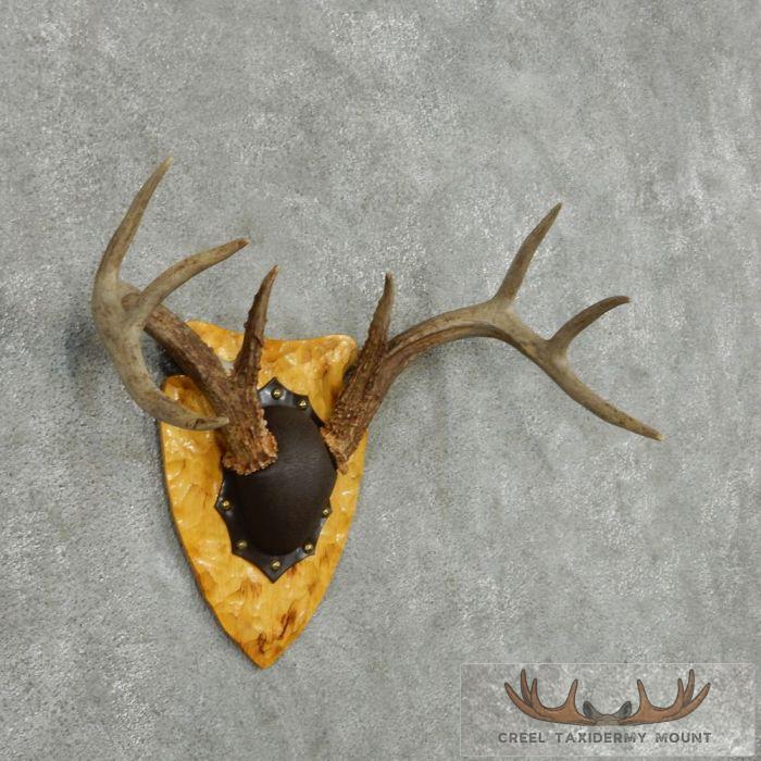Whitetail Deer Antler Plaque Taxidermy Mount For Sale - Image 2