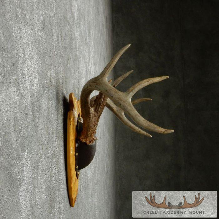 Whitetail Deer Antler Plaque Taxidermy Mount For Sale - Image 4