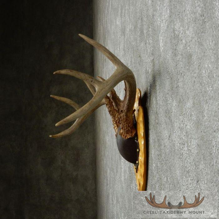 Whitetail Deer Antler Plaque Taxidermy Mount For Sale - Image 5