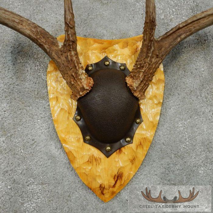 Whitetail Deer Antler Plaque Taxidermy Mount For Sale - Image 6