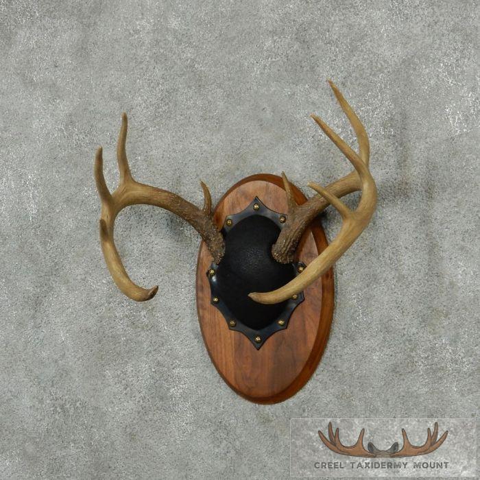 Whitetail Deer Antler Plaque Taxidermy Mount For Sale - Image 2