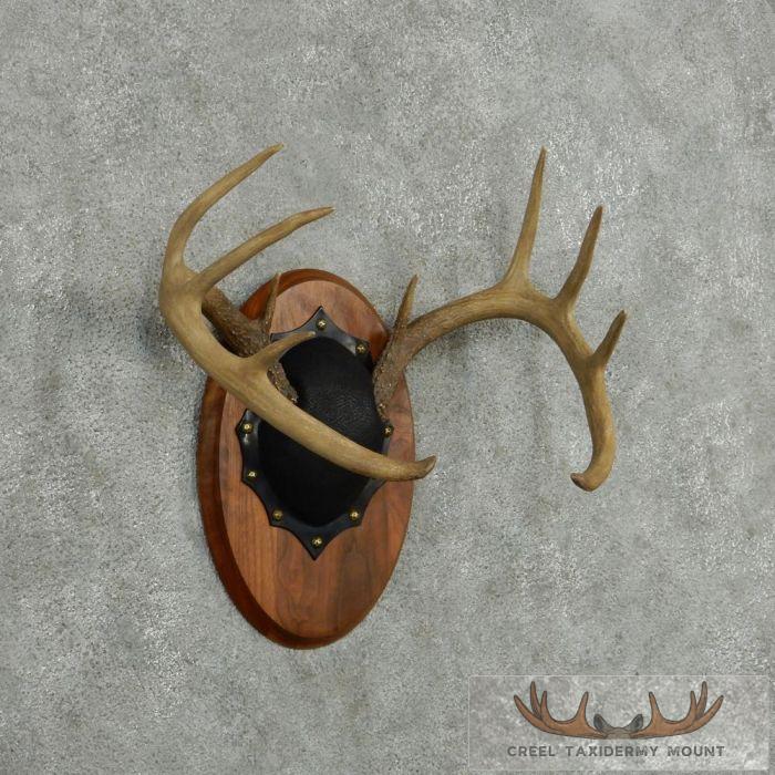 Whitetail Deer Antler Plaque Taxidermy Mount For Sale - Image 3
