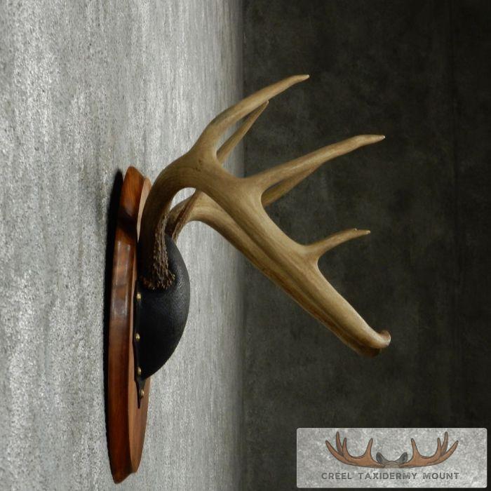 Whitetail Deer Antler Plaque Taxidermy Mount For Sale - Image 5
