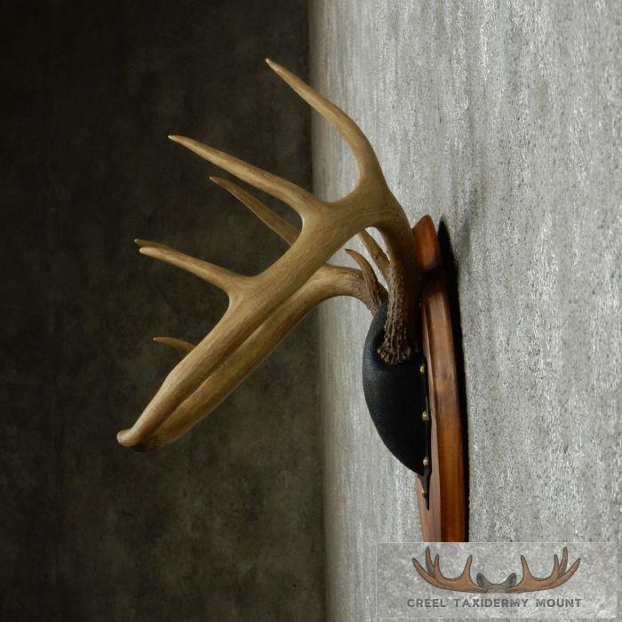 Whitetail Deer Antler Plaque Taxidermy Mount For Sale - Image 4