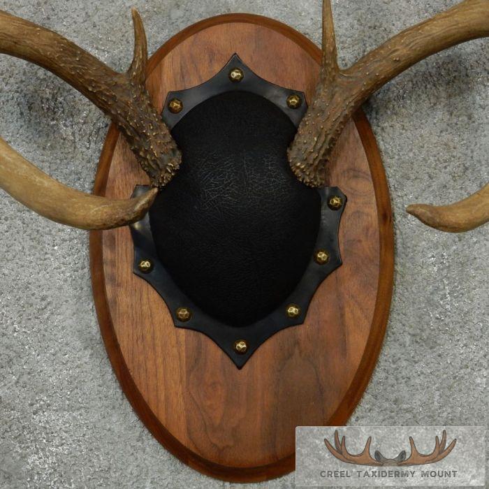 Whitetail Deer Antler Plaque Taxidermy Mount For Sale - Image 6