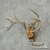 Whitetail Deer Skull & Antler European Taxidermy Mount For Sale - Image 2