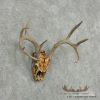 Whitetail Deer Skull & Antler European Taxidermy Mount For Sale - Image 3