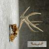 Whitetail Deer Skull & Antler European Taxidermy Mount For Sale - Image 5